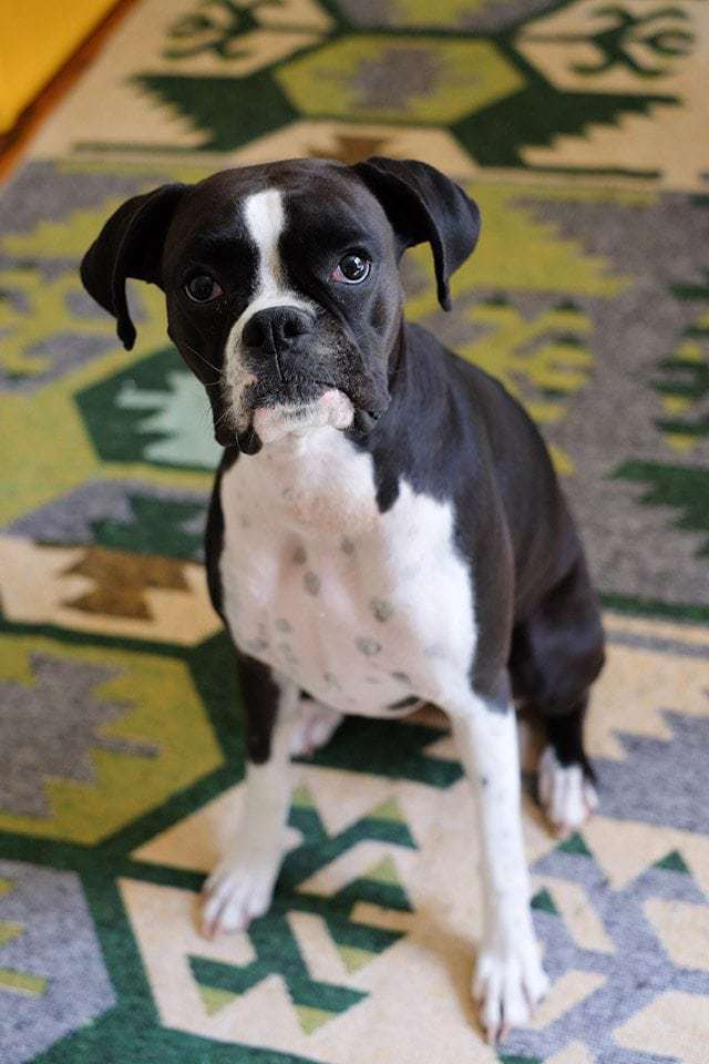 My dog Zoe giving eyes to the camera