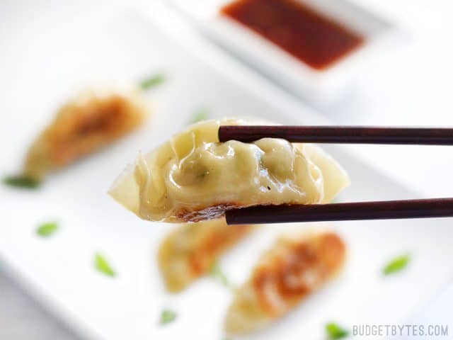 Close up of one cooked pork gyoza being held with chopsticks, the plate of gyoza in the background