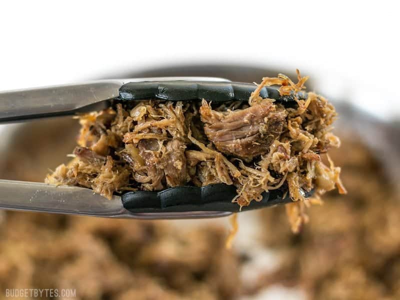 Close up of tongs holding a chunk of slow cooker carnitas