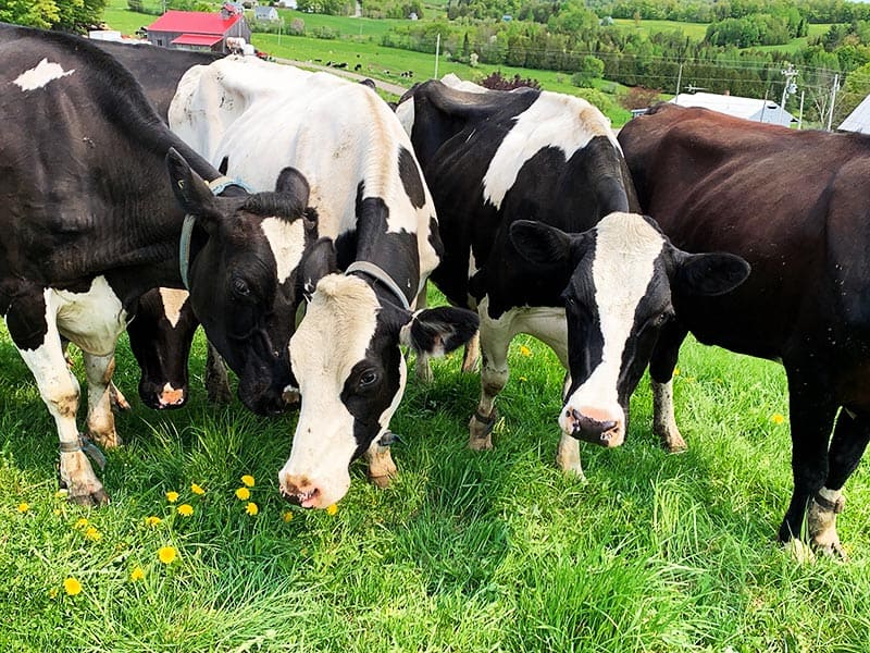 Stonyfield Organic Cows in Pasture