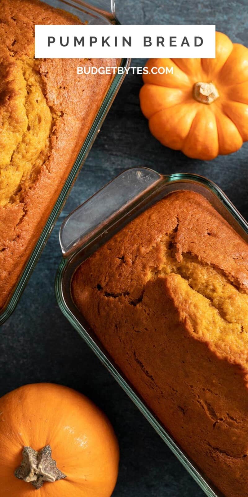 Overhead shot of pumpkin bread in a loaf pan with two mini pumpkins next to it on a dark background.