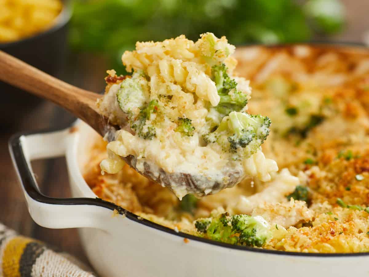 A side shot of a chicken alfredo bake with broccoli in a round, white enamel cast iron baking dish with a black rim. A wooden serving spoon is lifting out a heaping spoonful of the pasta slightly above the casserole dish. There is a yellow and gray striped dish cloth slightly visible in the bottom left side of the image, and blurred in the background are a black bowl of uncooked pasta and a bunch of Italian parsley.